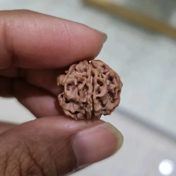 1_Mukhi_round_Nepali_Rudraksha_Bead