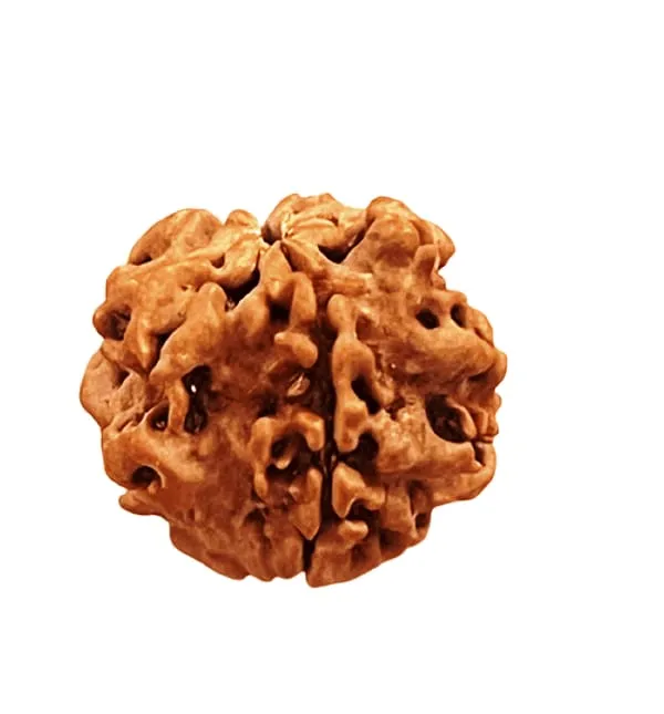 1_Mukhi_round_Nepali_Rudraksha_Bead