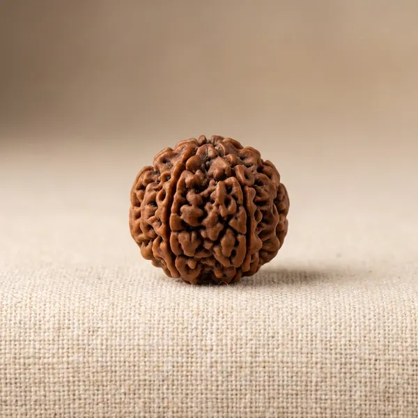 7_mukhi_nepali_rudraksha_Pendent_with_German_sliver_capping