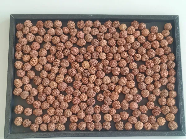 3_Mukhi_Nepali_Rudraksha