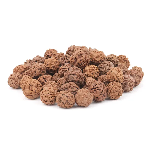 3_Mukhi_Nepali_Rudraksha
