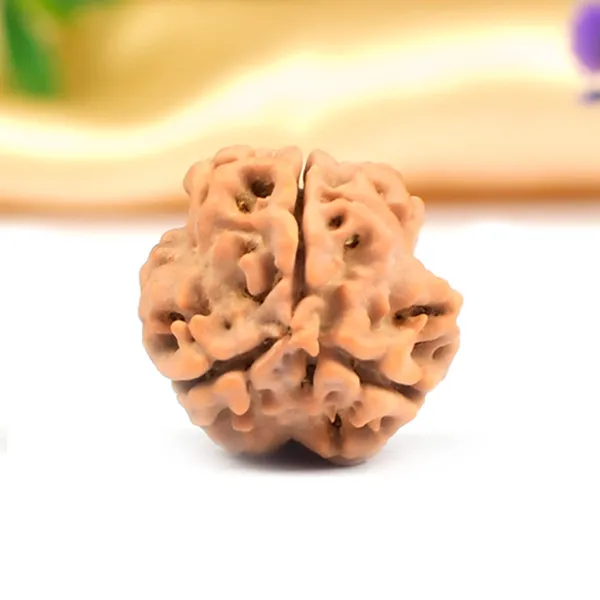 3_Mukhi_Nepali_Rudraksha