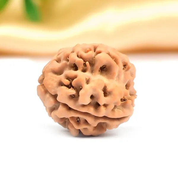 3_Mukhi_Nepali_Rudraksha