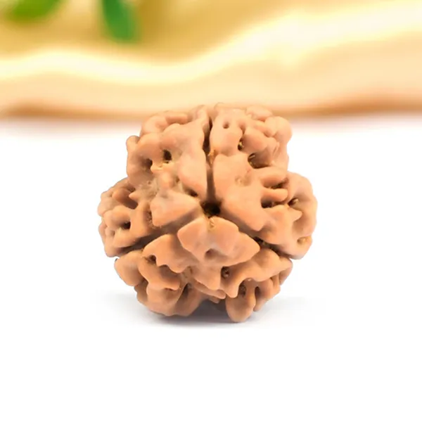 3_Mukhi_Nepali_Rudraksha