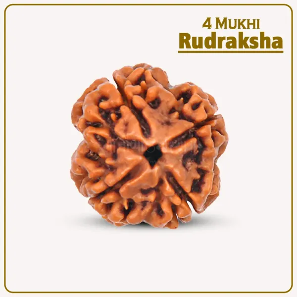 4_Mukhi_Nepali_Rudraksha_for_Knowledge
