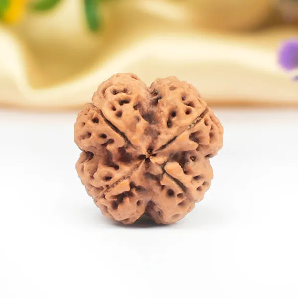 4_Mukhi_Nepali_Rudraksha_for_Knowledge