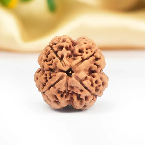 4_Mukhi_Nepali_Rudraksha_for_Knowledge