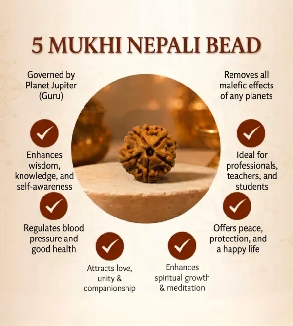 5_Mukhi_Nepali_Rudraksha_for_Peace_&_Meditation