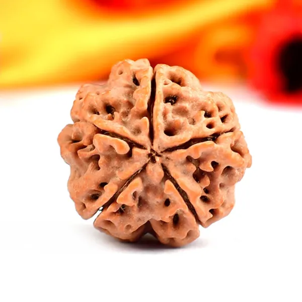 5_Mukhi_Nepali_Rudraksha_for_Peace_&_Meditation