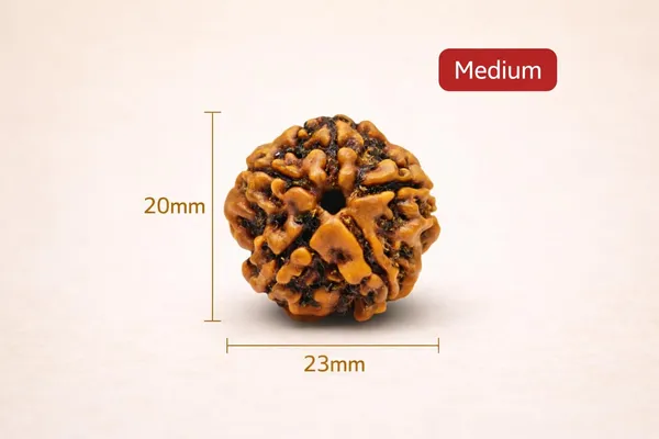 5_Mukhi_Nepali_Rudraksha_for_Peace_&_Meditation