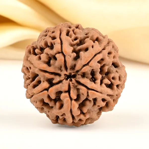 6_Mukhi_Nepali_Rudraksha__for_Confidence_&_Willpower