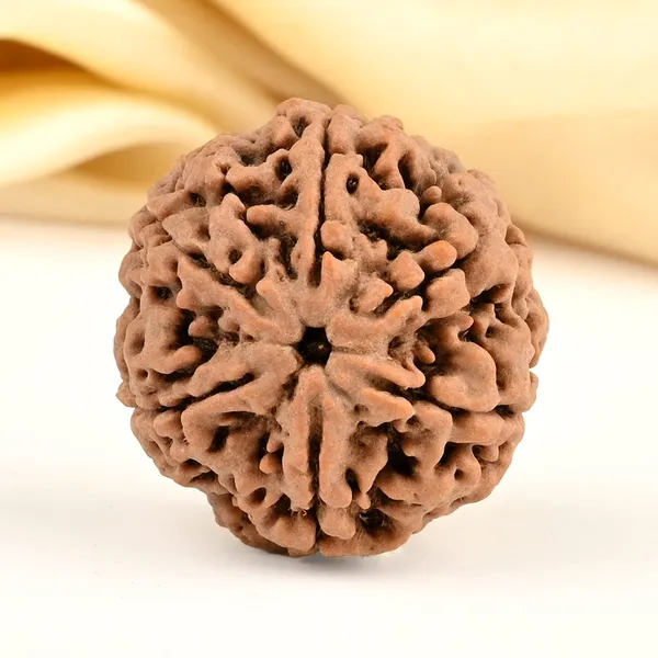 6_Mukhi_Nepali_Rudraksha__for_Confidence_&_Willpower