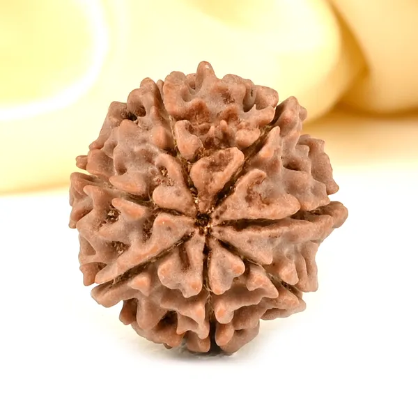 7_Mukhi_Nepali_Rudraksha_Bead_for_Wealth_and_Prosperity