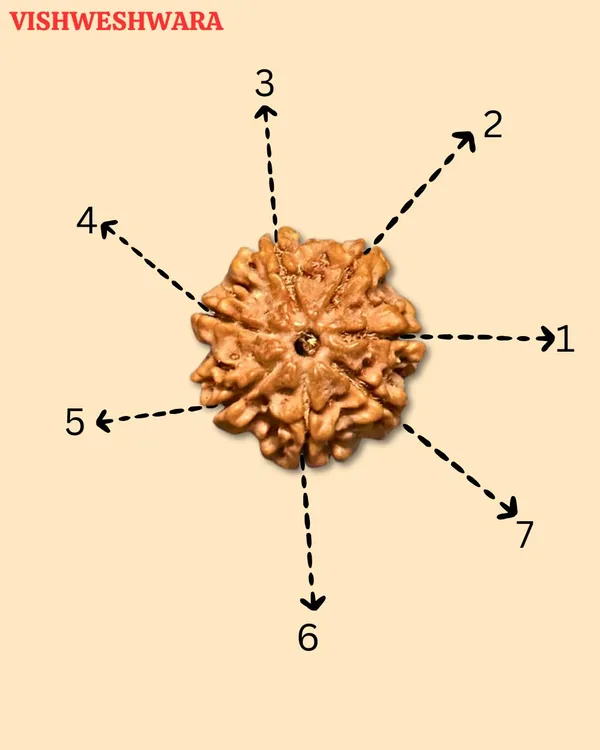 7_Mukhi_Nepali_Rudraksha_Bead_for_Wealth_and_Prosperity