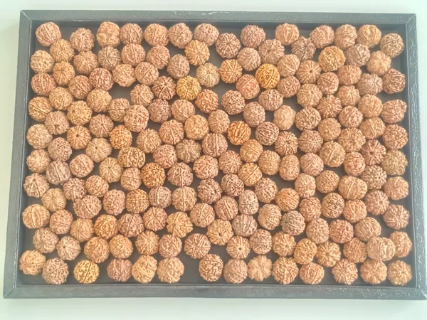 7_Mukhi_Nepali_Rudraksha_Bead_for_Wealth_and_Prosperity