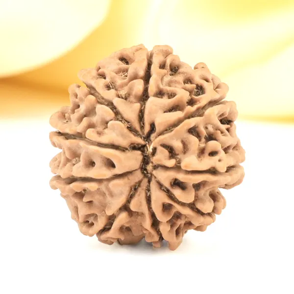 9_mukhi_9_Mukhi_Nepali_Rudraksha_Bead_for_Courage_and_Protection