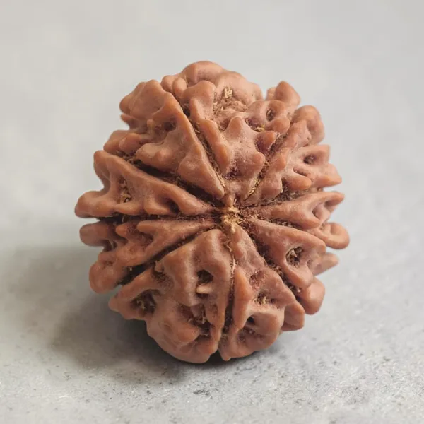 9_mukhi_9_Mukhi_Nepali_Rudraksha_Bead_for_Courage_and_Protection