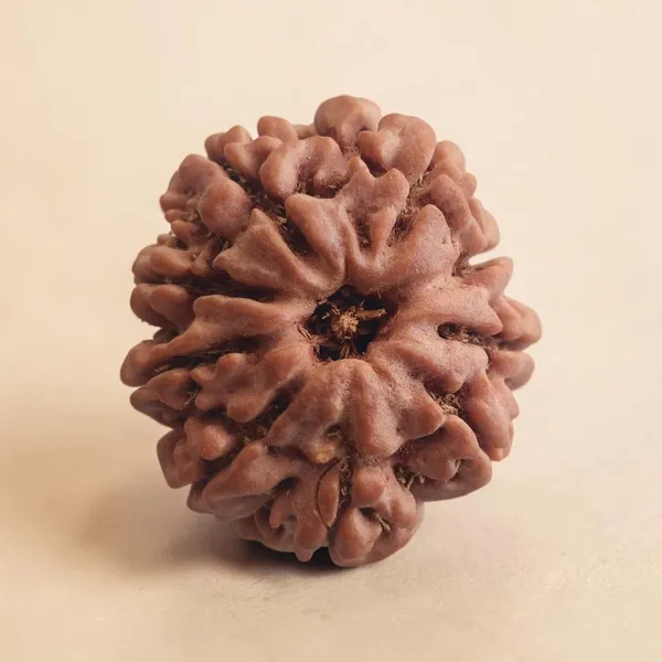 9_mukhi_9_Mukhi_Nepali_Rudraksha_Bead_for_Courage_and_Protection