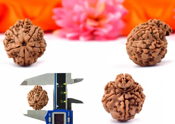 Ganesh_mukhi_Nepali_Rudraksha_Bead_|_Natural_&_Certified_with_Certificate_|_Unisex_Both_for_Men_&_Women_|_for_Meditation_and_Prayer,_Protection