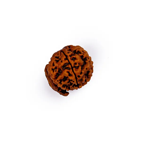 Ganesh_mukhi_Nepali_Rudraksha_Bead_|_Natural_&_Certified_with_Certificate_|_Unisex_Both_for_Men_&_Women_|_for_Meditation_and_Prayer,_Protection