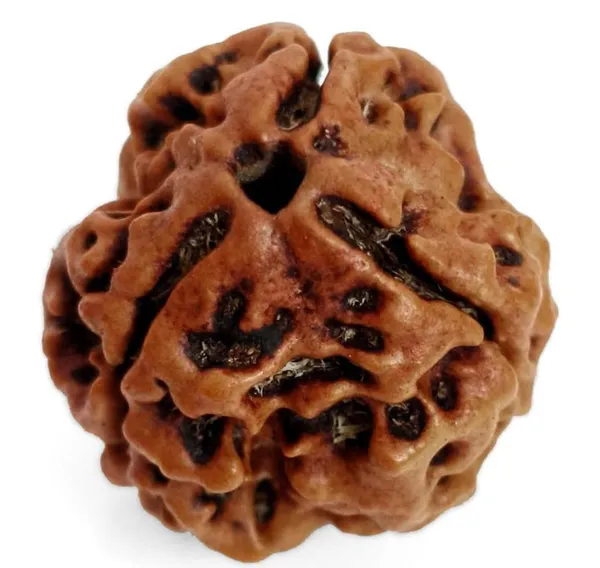 3_Mukhi_Nepali_Rudraksha_beads