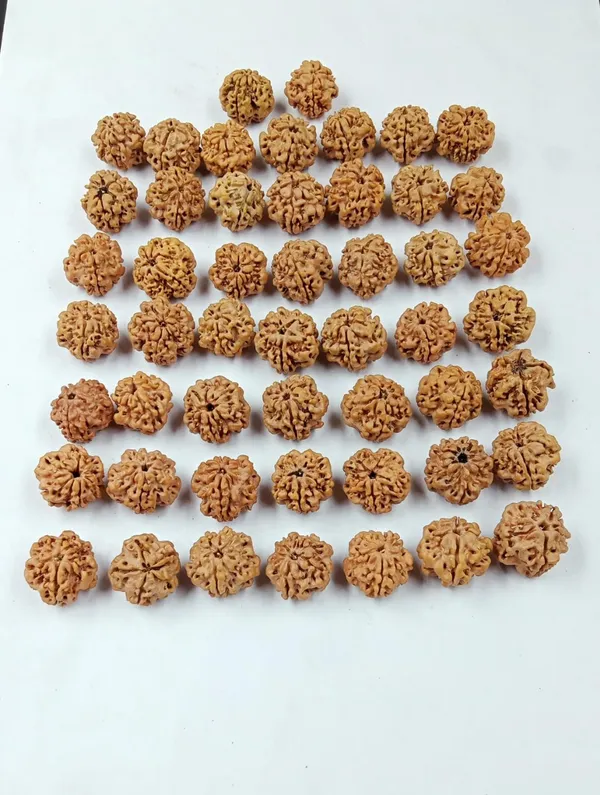 5_mukhi_Nepali__Rudraksha_Beads_For_Mala_set_Of_34