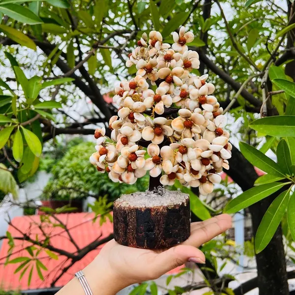 Gomti_Chakra_And_Rudraksha_Decorative_Tree_For_Indoor