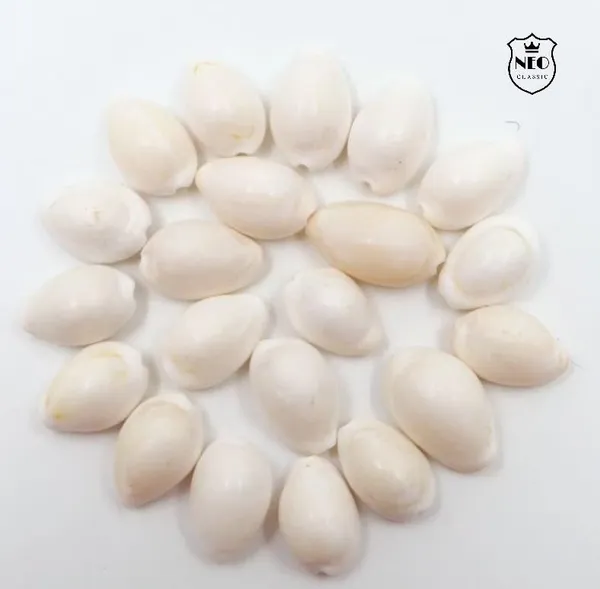 NEO_CLASSIC_White_Cowrie_Shells_for_Lakshmi_Pooja_|_Kodi,_Kaudi,_Kauri,_Gavvalu_for_Diwali_Laxmi_Poojan,_Vastu_&_Spiritual_Rituals_|_Pack_of_11