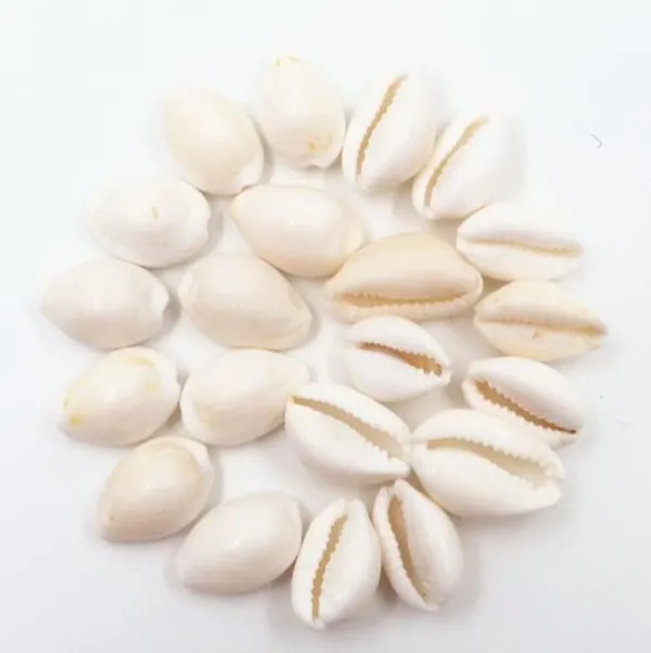 NEO_CLASSIC_White_Cowrie_Shells_for_Lakshmi_Pooja_|_Kodi,_Kaudi,_Kauri,_Gavvalu_for_Diwali_Laxmi_Poojan,_Vastu_&_Spiritual_Rituals_|_Pack_of_11