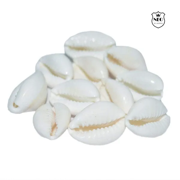 NEO_CLASSIC_White_Cowrie_Shells_for_Lakshmi_Pooja_|_Kodi,_Kaudi,_Kauri,_Gavvalu_for_Diwali_Laxmi_Poojan,_Vastu_&_Spiritual_Rituals_|_Pack_of_11