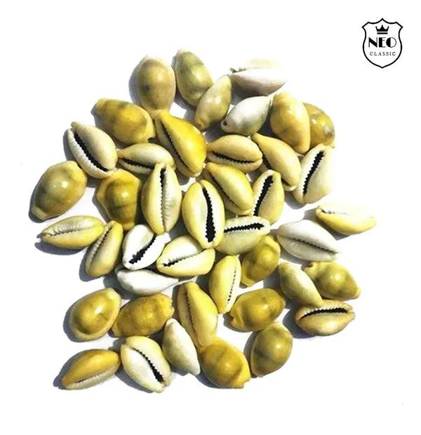 NEO_CLASSIC_Yellow_Cowrie_Shells_for_Lakshmi_Pooja_|_Kodi,_Kaudi,_Kauri,_Gavvalu_for_Diwali_Laxmi_Poojan,_Vastu_&_Spiritual_Rituals_|_Pack_of_11