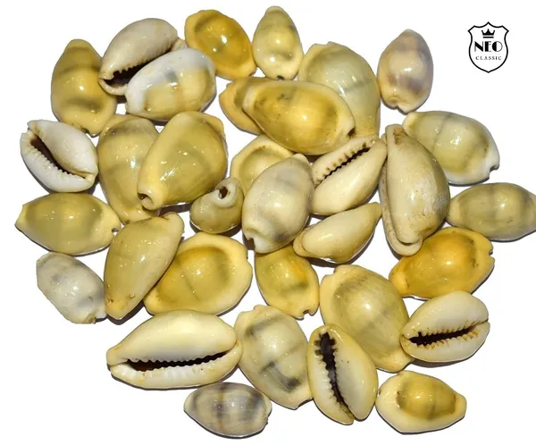 NEO_CLASSIC_Yellow_Cowrie_Shells_for_Lakshmi_Pooja_|_Kodi,_Kaudi,_Kauri,_Gavvalu_for_Diwali_Laxmi_Poojan,_Vastu_&_Spiritual_Rituals_|_Pack_of_11