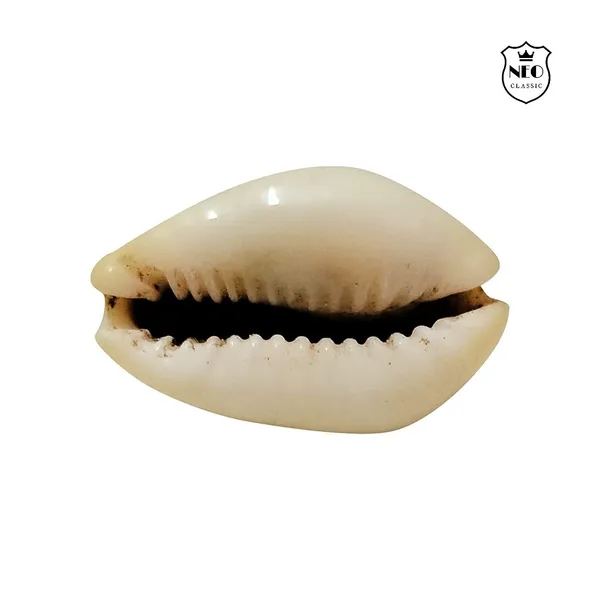 NEO_CLASSIC_Yellow_Cowrie_Shells_for_Lakshmi_Pooja_|_Kodi,_Kaudi,_Kauri,_Gavvalu_for_Diwali_Laxmi_Poojan,_Vastu_&_Spiritual_Rituals_|_Pack_of_11