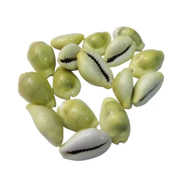 NEO_CLASSIC_Yellow_Cowrie_Shells_for_Lakshmi_Pooja_|_Kodi,_Kaudi,_Kauri,_Gavvalu_for_Diwali_Laxmi_Poojan,_Vastu_&_Spiritual_Rituals_|_Pack_of_11