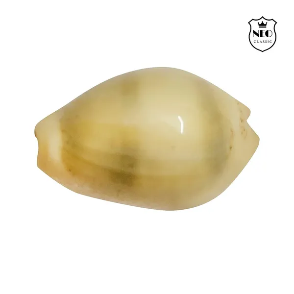 NEO_CLASSIC_Yellow_Cowrie_Shells_for_Lakshmi_Pooja_|_Kodi,_Kaudi,_Kauri,_Gavvalu_for_Diwali_Laxmi_Poojan,_Vastu_&_Spiritual_Rituals_|_Pack_of_11