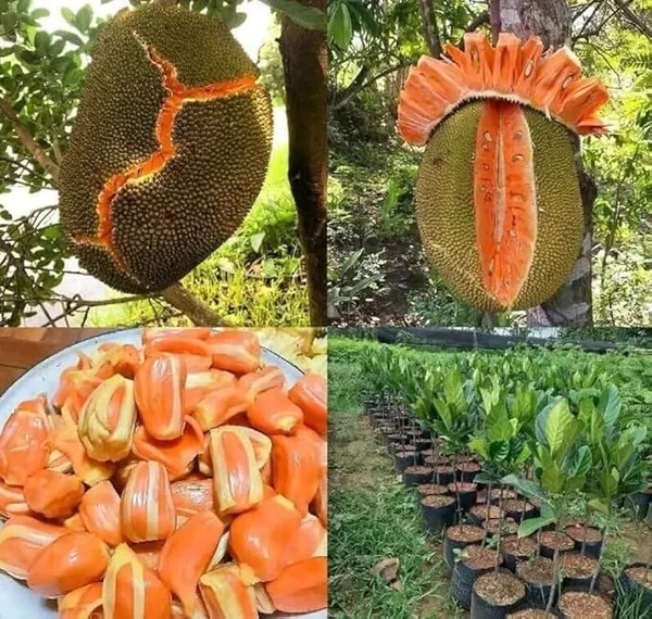 Jackfruit_Plant_Hybrid__Grafted_Vietnam_Early_Viyatna_Super_Baramasi_All_Season_Fruiting_Dwarf_Desi_Thai_Pink_Variety_for_Farm_&_Garden_(pack_of_1)