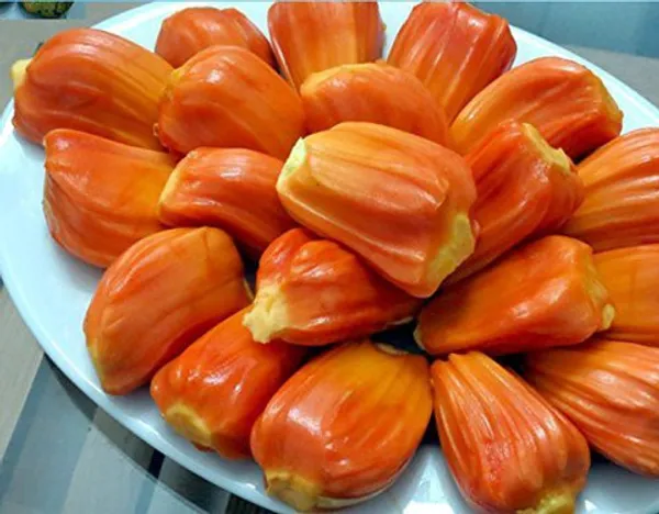 Jackfruit_Plant_Hybrid__Grafted_Vietnam_Early_Viyatna_Super_Baramasi_All_Season_Fruiting_Dwarf_Desi_Thai_Pink_Variety_for_Farm_&_Garden_(pack_of_1)