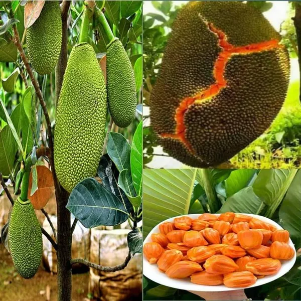 Jackfruit_Plant_Hybrid__Grafted_Vietnam_Early_Viyatna_Super_Baramasi_All_Season_Fruiting_Dwarf_Desi_Thai_Pink_Variety_for_Farm_&_Garden_(pack_of_1)