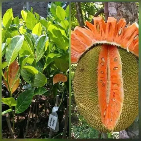 Jackfruit_Plant_Hybrid__Grafted_Vietnam_Early_Viyatna_Super_Baramasi_All_Season_Fruiting_Dwarf_Desi_Thai_Pink_Variety_for_Farm_&_Garden_(pack_of_1)