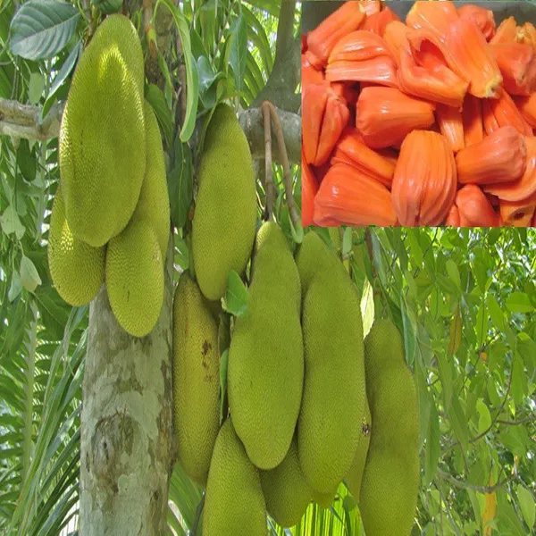Jackfruit_Plant_Hybrid__Grafted_Vietnam_Early_Viyatna_Super_Baramasi_All_Season_Fruiting_Dwarf_Desi_Thai_Pink_Variety_for_Farm_&_Garden_(pack_of_1)