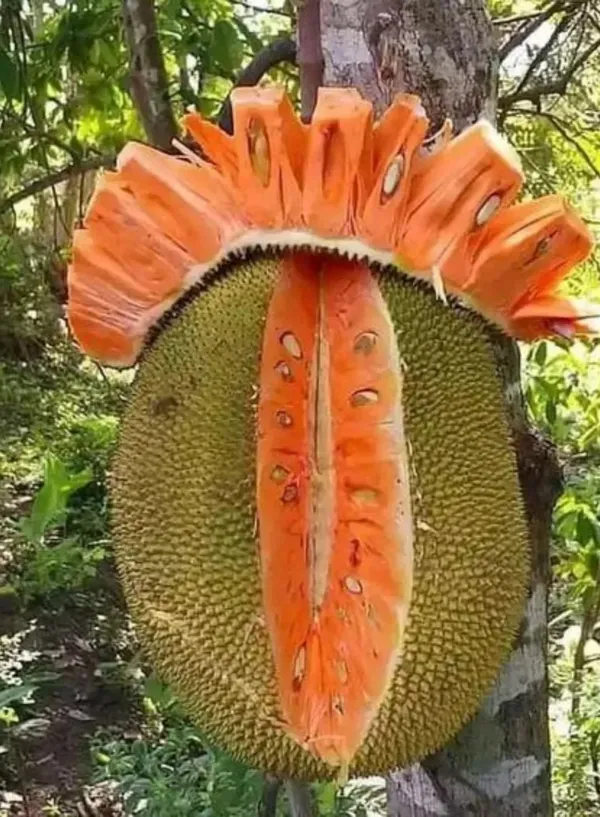 Jackfruit_Plant_Hybrid__Grafted_Vietnam_Early_Viyatna_Super_Baramasi_All_Season_Fruiting_Dwarf_Desi_Thai_Pink_Variety_for_Farm_&_Garden_(pack_of_1)