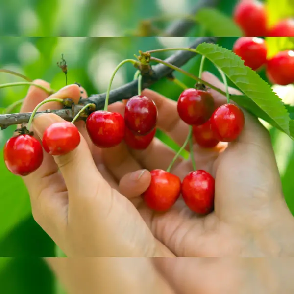 Cherry_Fruit_Plant_|_Red_Sweet_Cherry__Fruit_Plant_|_cherry_plant_live_hybrid_fruit_plant_|_Pack_of_1_Plant_|_Height-2Ft_To_3Ft_|_Sweet_Red_Cherry_fruit_plant_in_grow_bag_for_Home_Garden