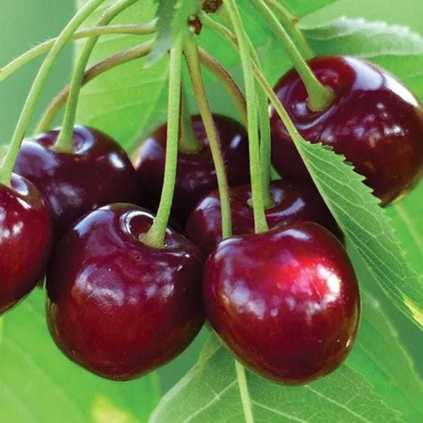 Cherry_Fruit_Plant_|_Red_Sweet_Cherry__Fruit_Plant_|_cherry_plant_live_hybrid_fruit_plant_|_Pack_of_1_Plant_|_Height-2Ft_To_3Ft_|_Sweet_Red_Cherry_fruit_plant_in_grow_bag_for_Home_Garden