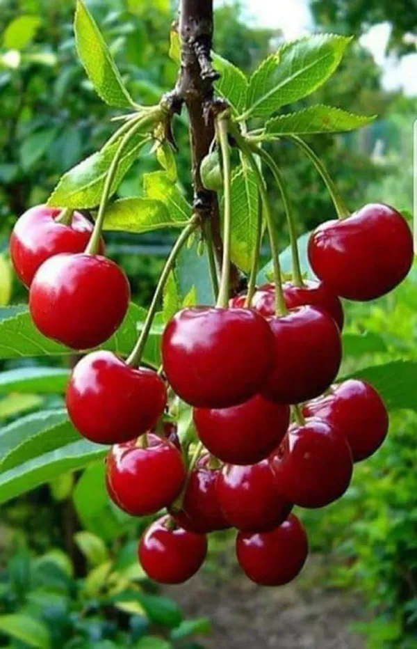 Cherry_Fruit_Plant_|_Red_Sweet_Cherry__Fruit_Plant_|_cherry_plant_live_hybrid_fruit_plant_|_Pack_of_1_Plant_|_Height-2Ft_To_3Ft_|_Sweet_Red_Cherry_fruit_plant_in_grow_bag_for_Home_Garden
