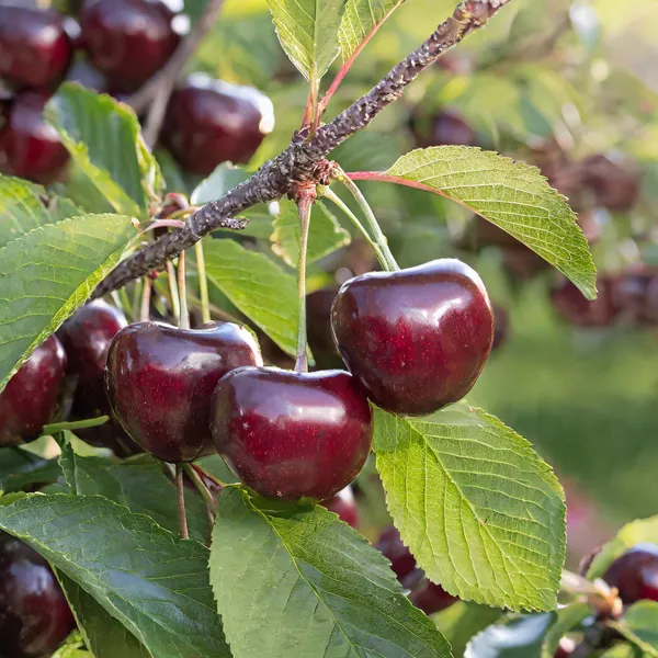 Cherry_Fruit_Plant_|_Red_Sweet_Cherry__Fruit_Plant_|_cherry_plant_live_hybrid_fruit_plant_|_Pack_of_1_Plant_|_Height-2Ft_To_3Ft_|_Sweet_Red_Cherry_fruit_plant_in_grow_bag_for_Home_Garden