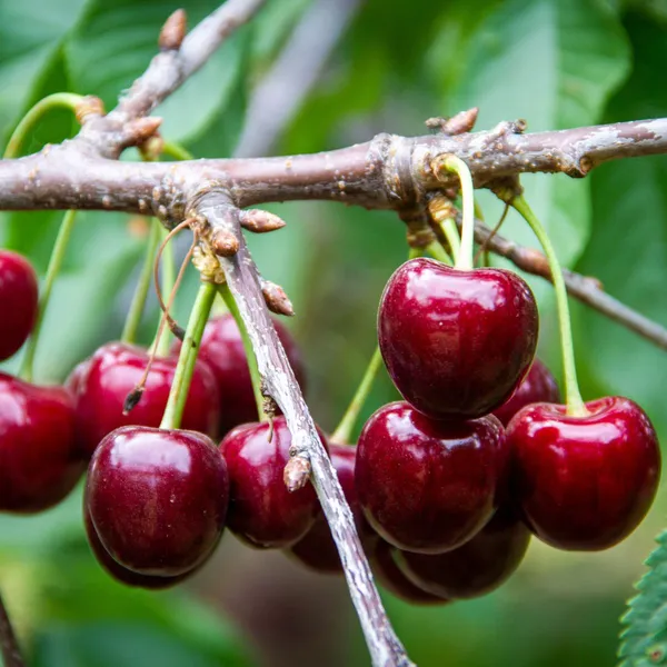 Cherry_Fruit_Plant_|_Red_Sweet_Cherry__Fruit_Plant_|_cherry_plant_live_hybrid_fruit_plant_|_Pack_of_1_Plant_|_Height-2Ft_To_3Ft_|_Sweet_Red_Cherry_fruit_plant_in_grow_bag_for_Home_Garden