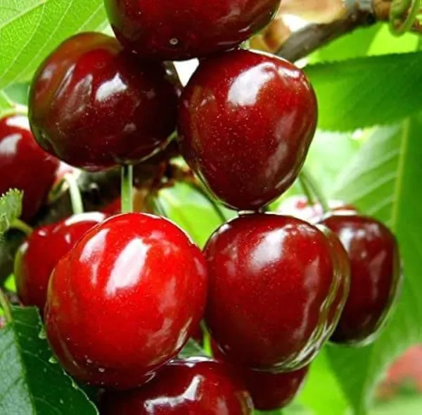 Cherry_Fruit_Plant_|_Red_Sweet_Cherry__Fruit_Plant_|_cherry_plant_live_hybrid_fruit_plant_|_Pack_of_1_Plant_|_Height-2Ft_To_3Ft_|_Sweet_Red_Cherry_fruit_plant_in_grow_bag_for_Home_Garden