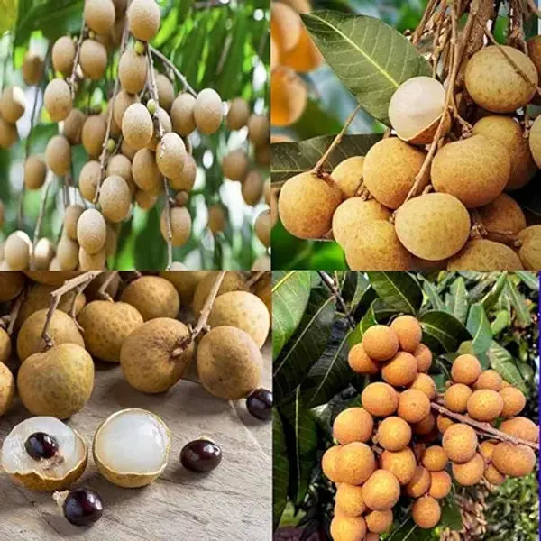 ALL_TIME_Special_Sweet_&_Rare_Thai_Variety_Seedless_Longan_Plant_(GRAFTED)_Healthy,Dimocarpus_Longan_Plant,''Fruit_After_18_Months''_Pack_of_1