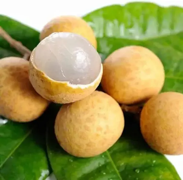 ALL_TIME_Special_Sweet_&_Rare_Thai_Variety_Seedless_Longan_Plant_(GRAFTED)_Healthy,Dimocarpus_Longan_Plant,''Fruit_After_18_Months''_Pack_of_1