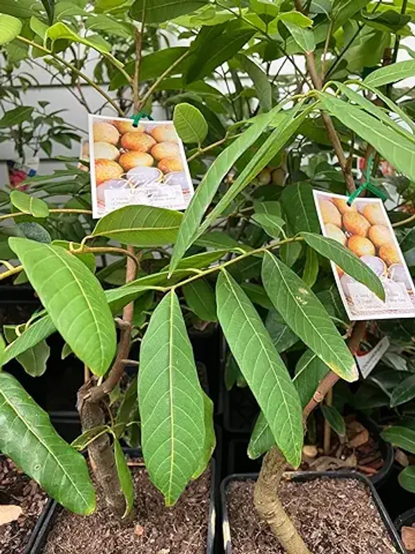 ALL_TIME_Special_Sweet_&_Rare_Thai_Variety_Seedless_Longan_Plant_(GRAFTED)_Healthy,Dimocarpus_Longan_Plant,''Fruit_After_18_Months''_Pack_of_1